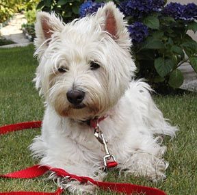 westie.jpg